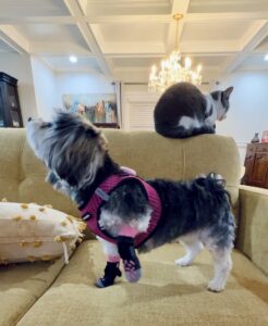 Socks for dogs to stop chewing and licking to promote healing