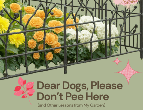 Dear Dogs, Please Don’t Pee Here (and Other Lessons from My Garden)🌿